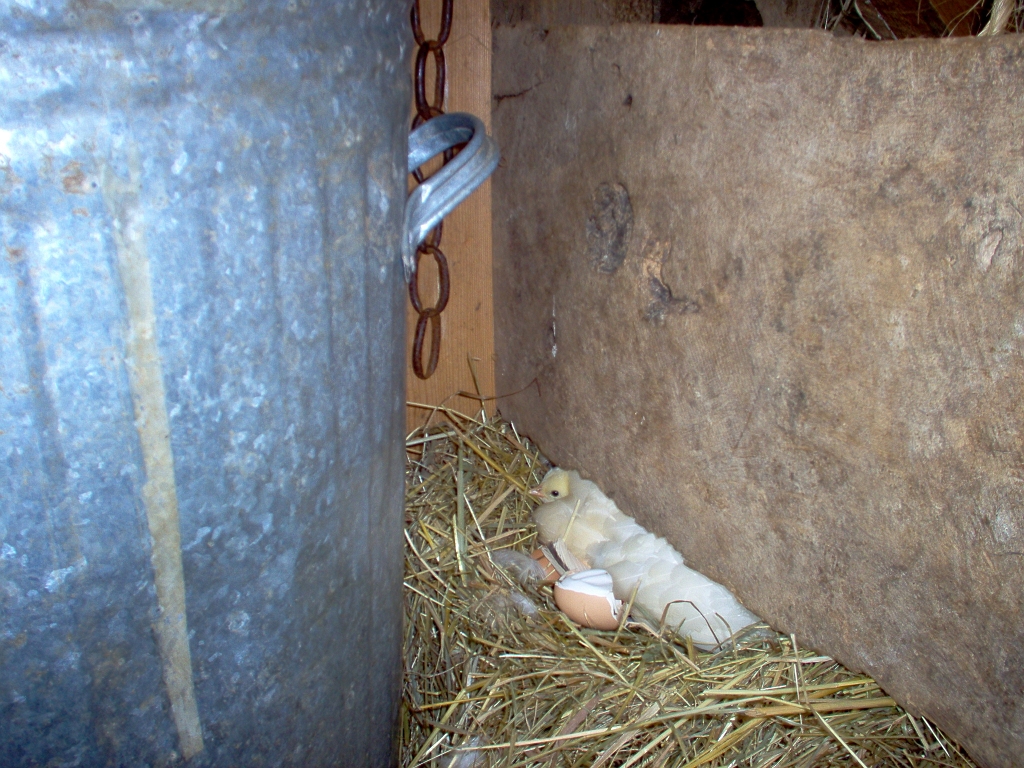 20050720 CHICKS HATCHING.jpg